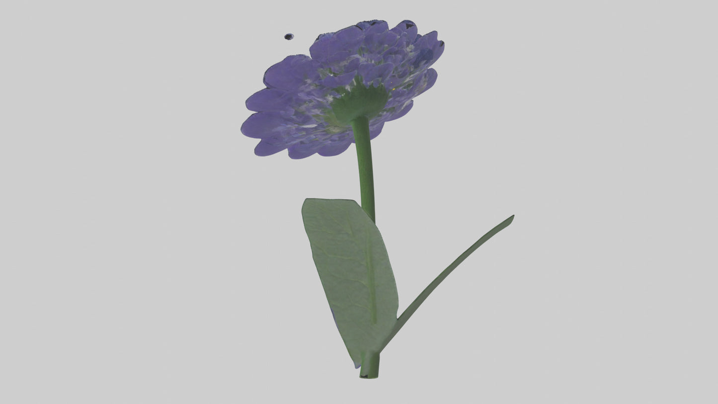 3D model Cineraria flower model VR / AR / low-poly