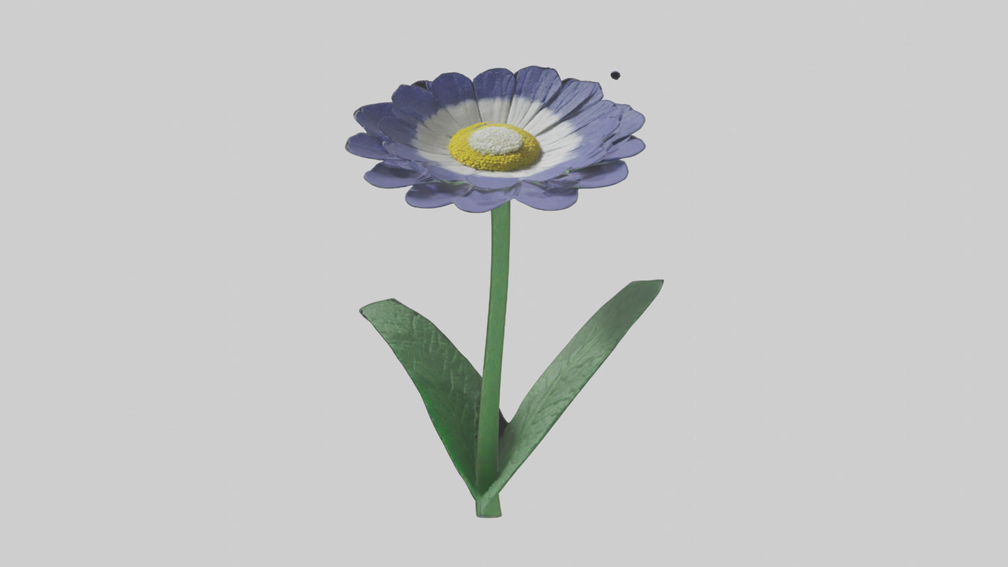 3D model Cineraria flower model VR / AR / low-poly