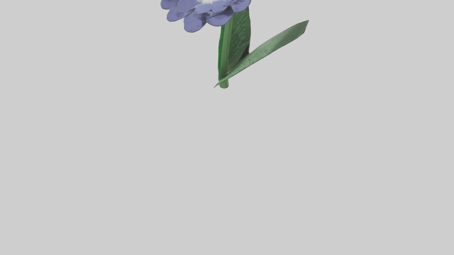3D model Cineraria flower model VR / AR / low-poly