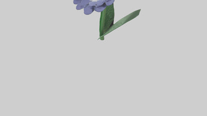 3D model Cineraria flower model VR / AR / low-poly
