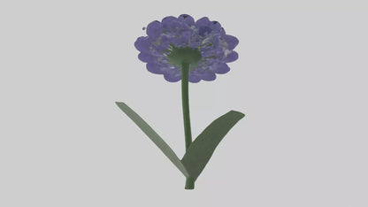 3D model Cineraria flower model VR / AR / low-poly