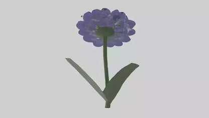 3D model Cineraria flower model VR / AR / low-poly