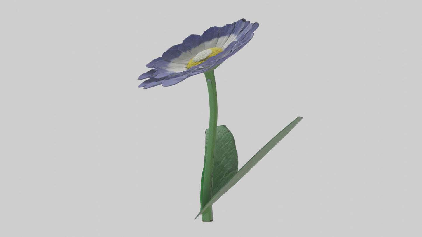 3D model Cineraria flower model VR / AR / low-poly