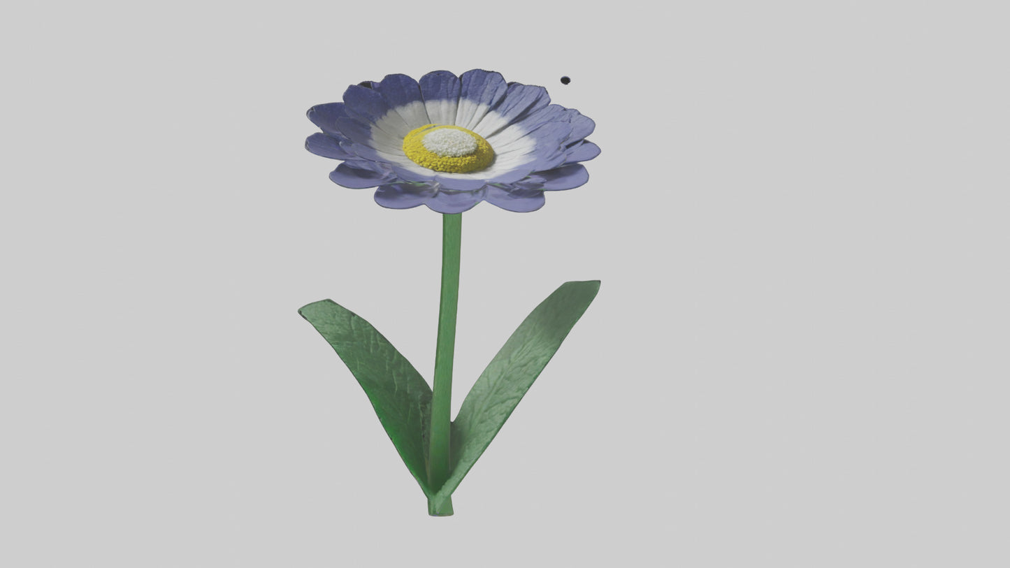3D model Cineraria flower model VR / AR / low-poly