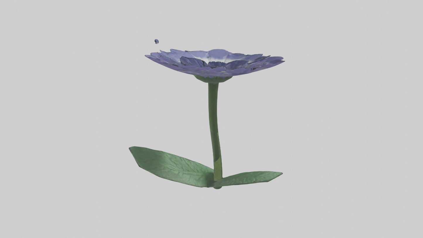 3D model Cineraria flower model VR / AR / low-poly