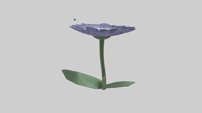 3D model Cineraria flower model VR / AR / low-poly