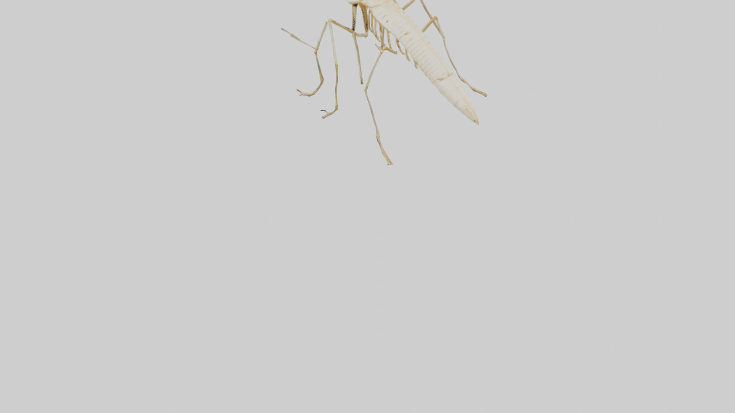 Clam Skeleton model VR / AR / low-poly