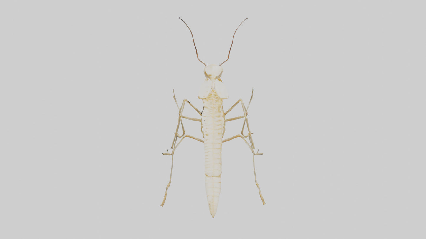 Clam Skeleton model VR / AR / low-poly