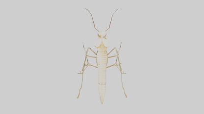 Clam Skeleton model VR / AR / low-poly