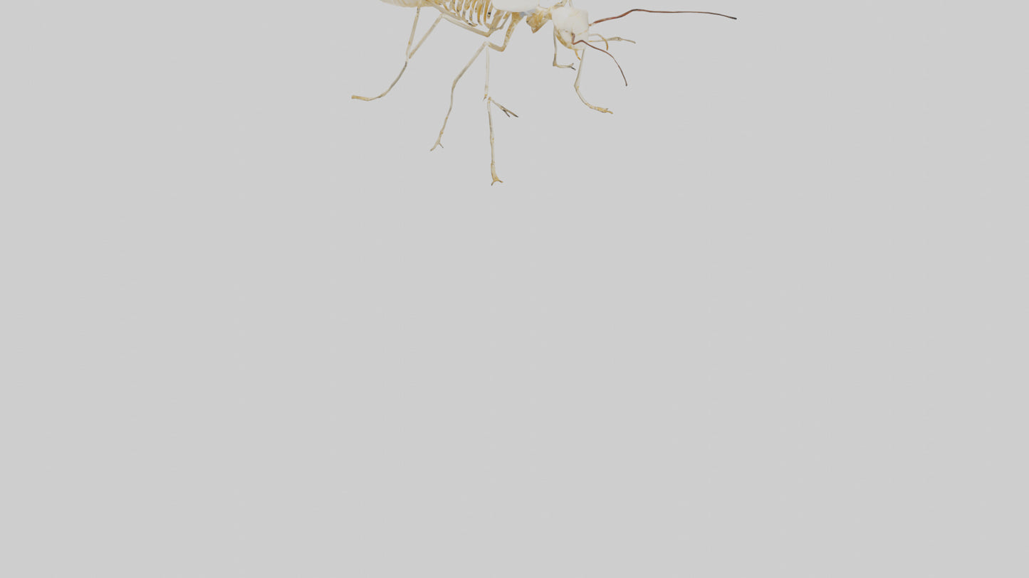 Clam Skeleton model VR / AR / low-poly