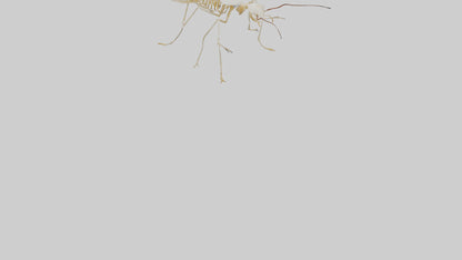 Clam Skeleton model VR / AR / low-poly