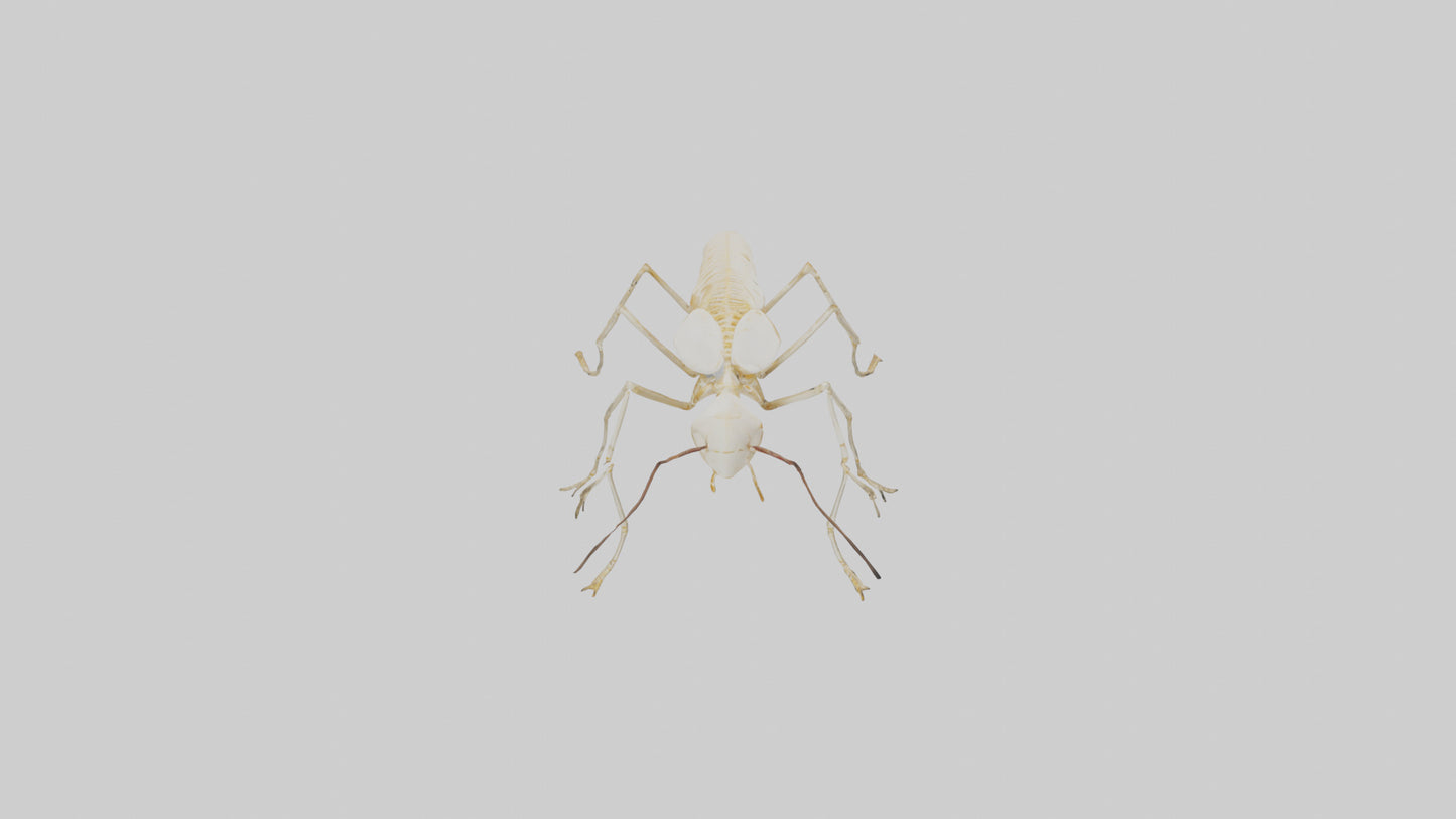 Clam Skeleton model VR / AR / low-poly