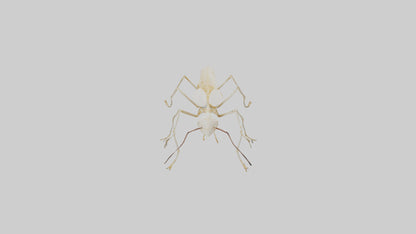 Clam Skeleton model VR / AR / low-poly