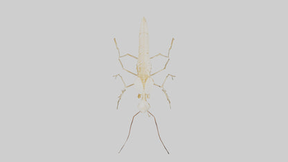 Clam Skeleton model VR / AR / low-poly