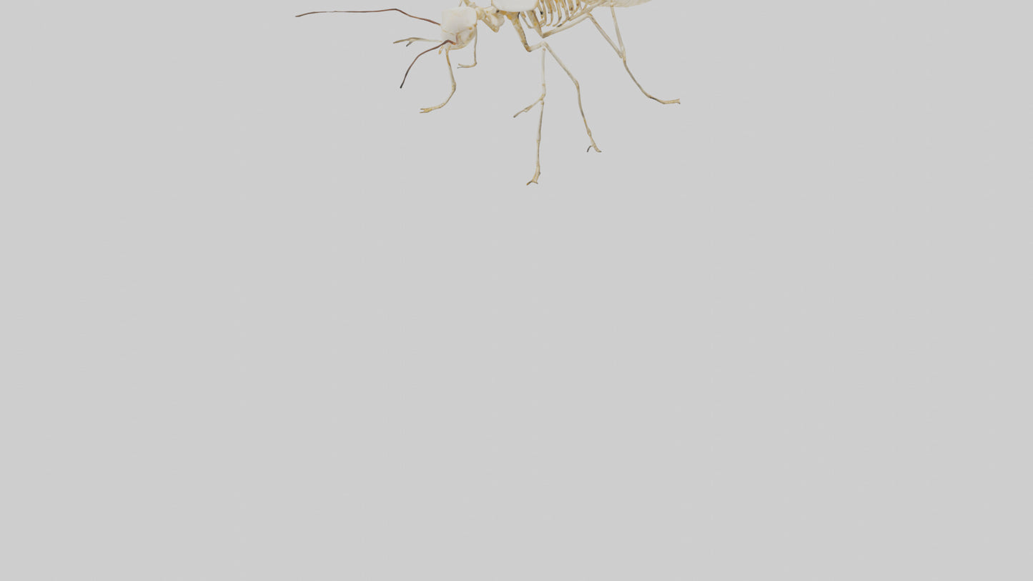 Clam Skeleton model VR / AR / low-poly