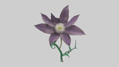 3D model Clematis flower model VR / AR / low-poly