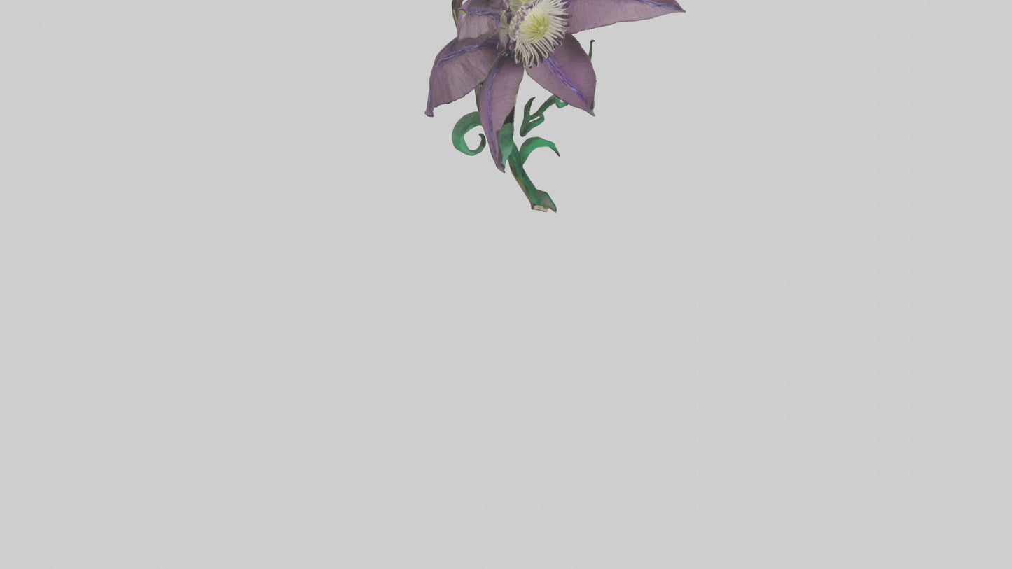 3D model Clematis flower model VR / AR / low-poly