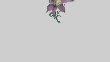 3D model Clematis flower model VR / AR / low-poly