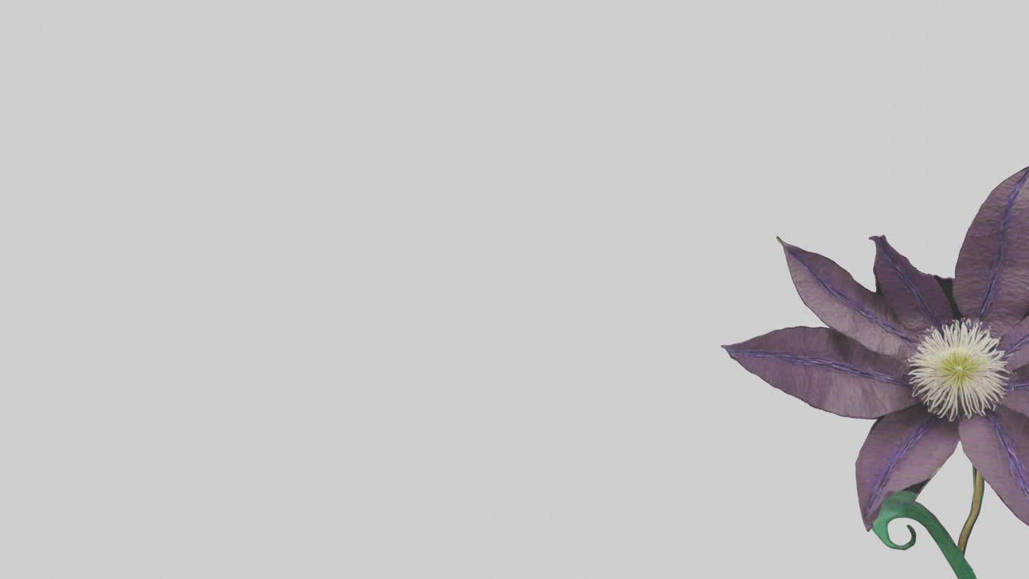 3D model Clematis flower model VR / AR / low-poly