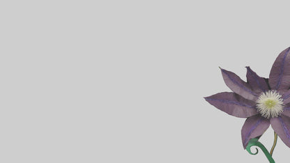 3D model Clematis flower model VR / AR / low-poly