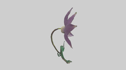 3D model Clematis flower model VR / AR / low-poly