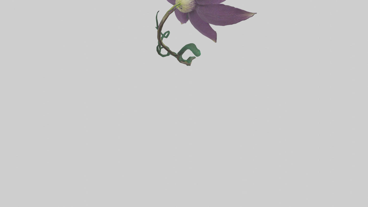 3D model Clematis flower model VR / AR / low-poly