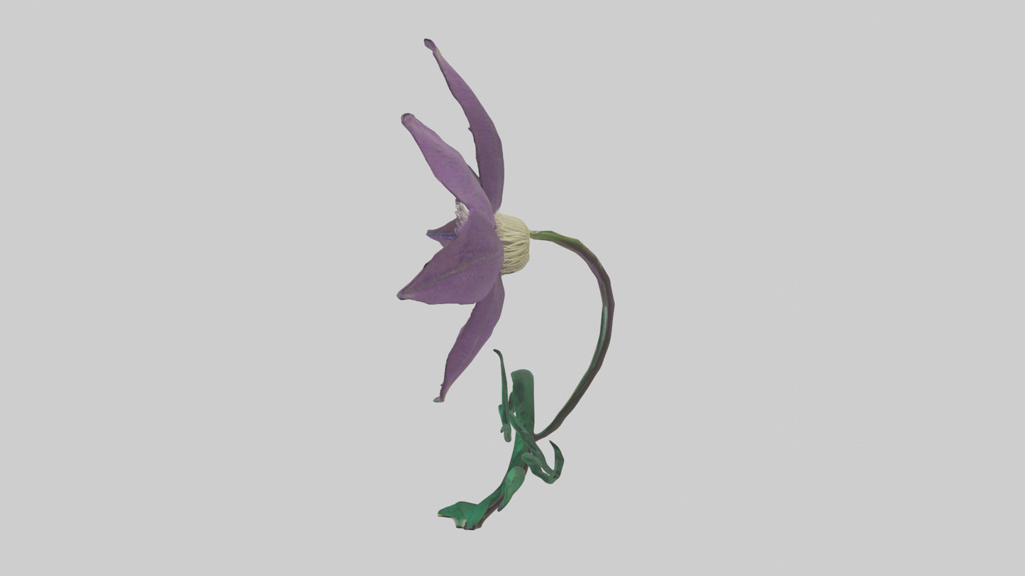 3D model Clematis flower model VR / AR / low-poly