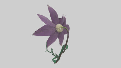 3D model Clematis flower model VR / AR / low-poly