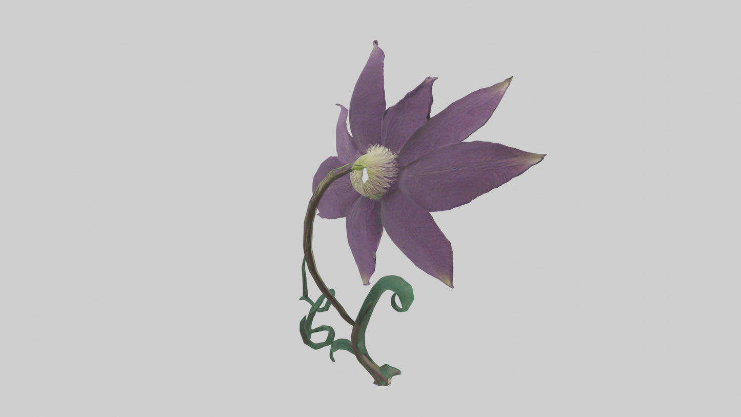 3D model Clematis flower model VR / AR / low-poly