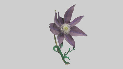 3D model Clematis flower model VR / AR / low-poly
