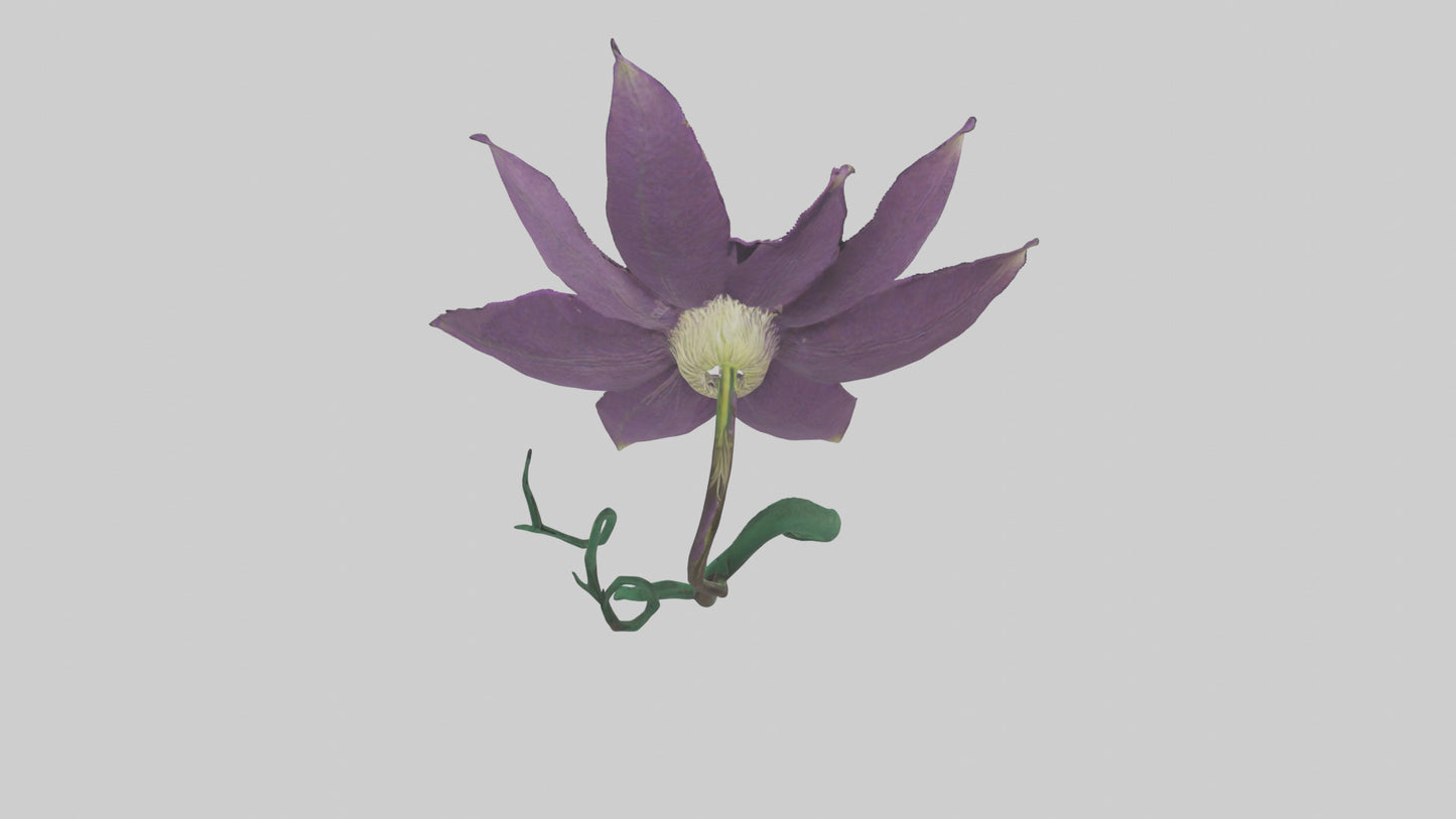 3D model Clematis flower model VR / AR / low-poly