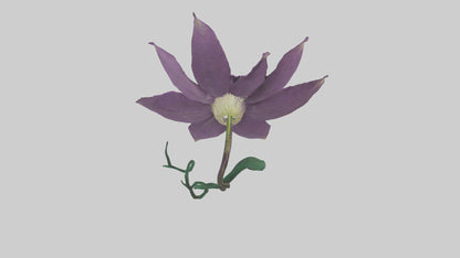 3D model Clematis flower model VR / AR / low-poly