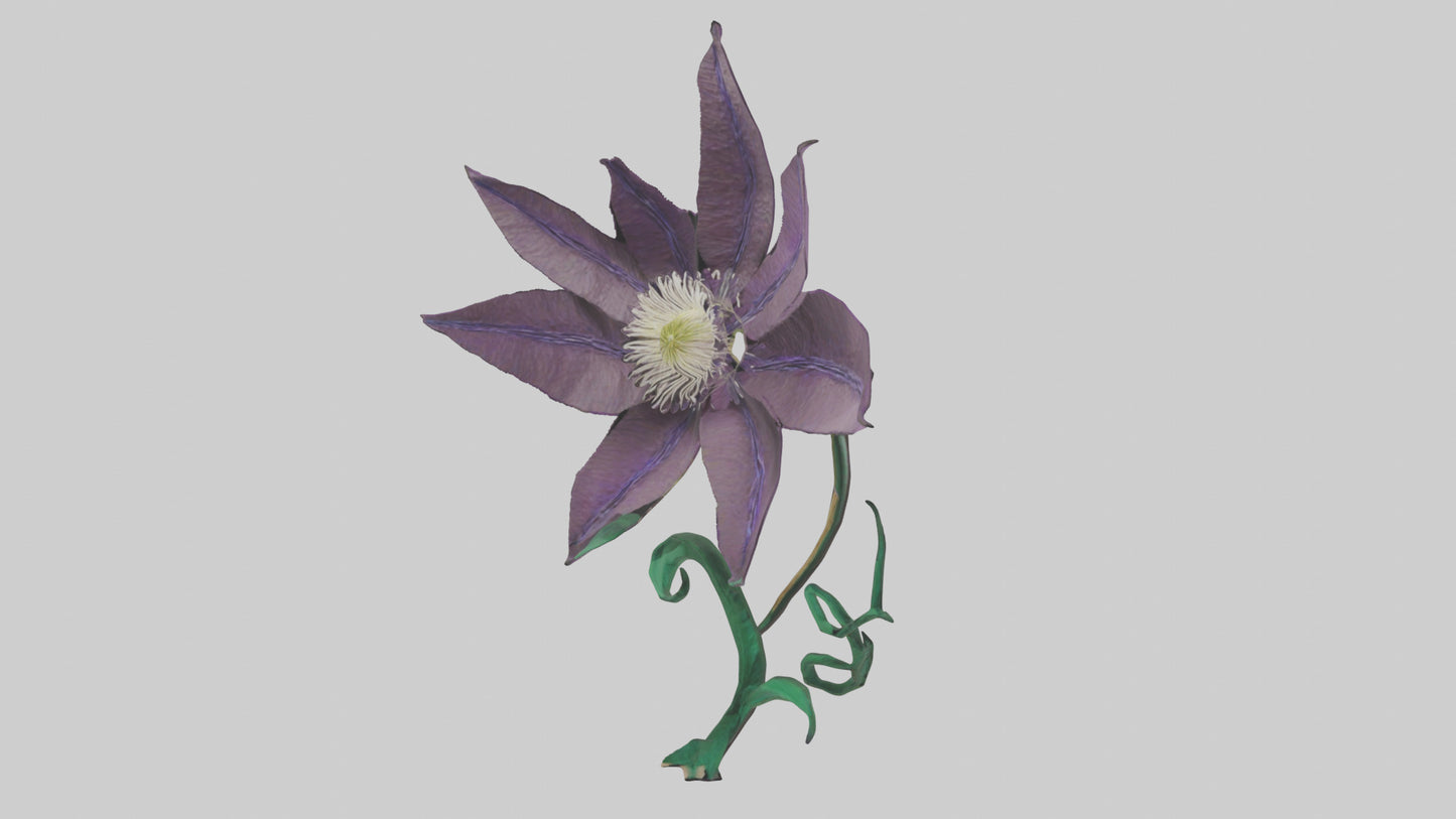 3D model Clematis flower model VR / AR / low-poly