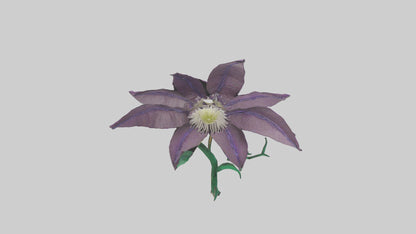 3D model Clematis flower model VR / AR / low-poly