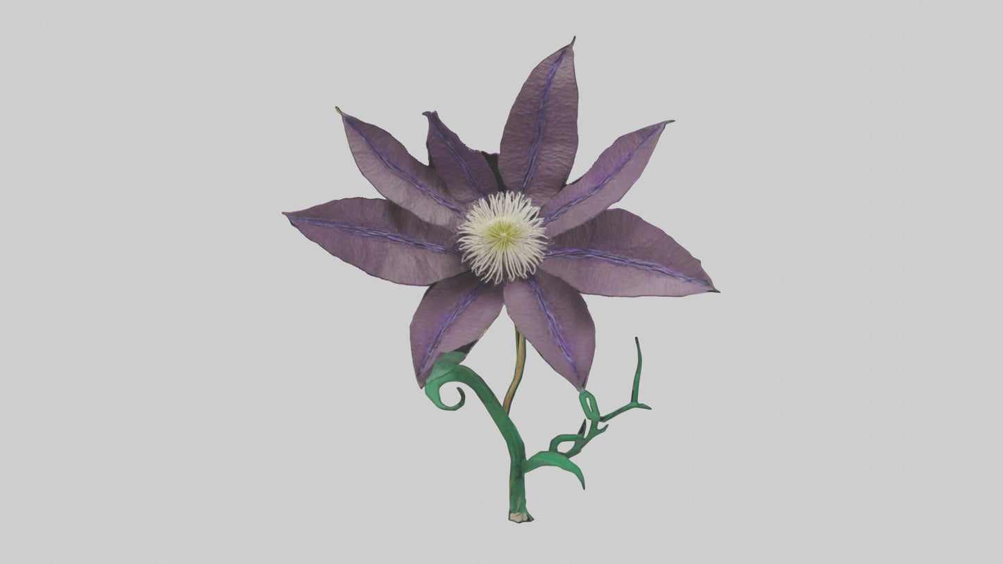 3D model Clematis flower model VR / AR / low-poly