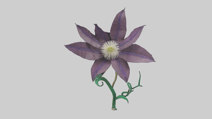 3D model Clematis flower model VR / AR / low-poly