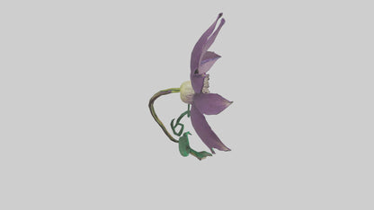 3D model Clematis flower model VR / AR / low-poly