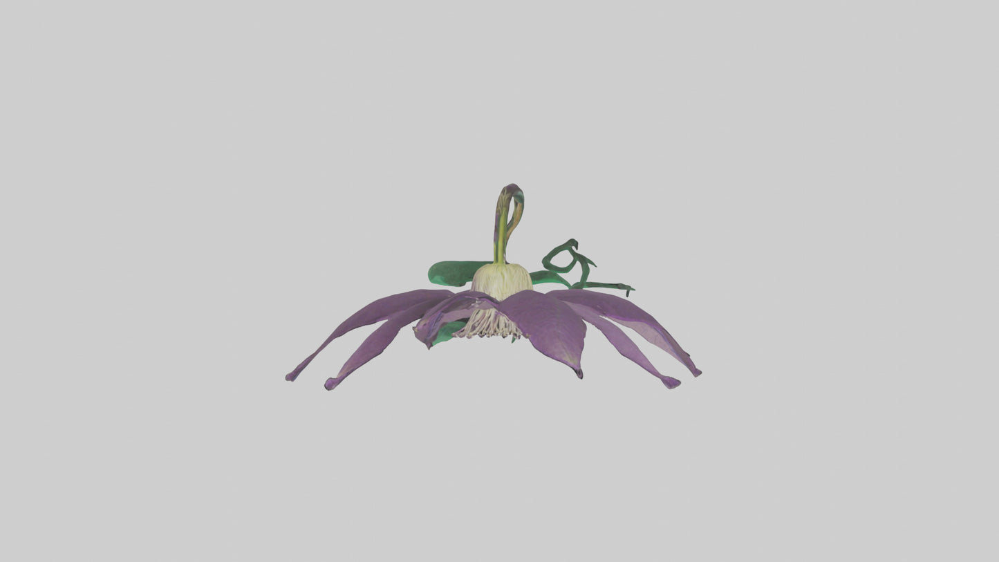 3D model Clematis flower model VR / AR / low-poly