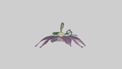 3D model Clematis flower model VR / AR / low-poly