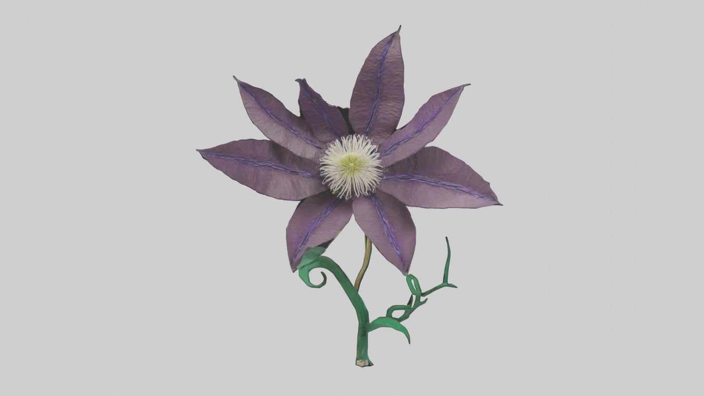 3D model Clematis flower model VR / AR / low-poly