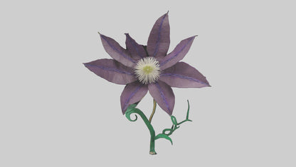 3D model Clematis flower model VR / AR / low-poly