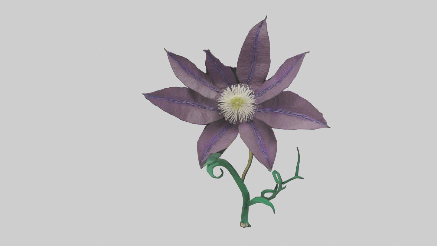 3D model Clematis flower model VR / AR / low-poly
