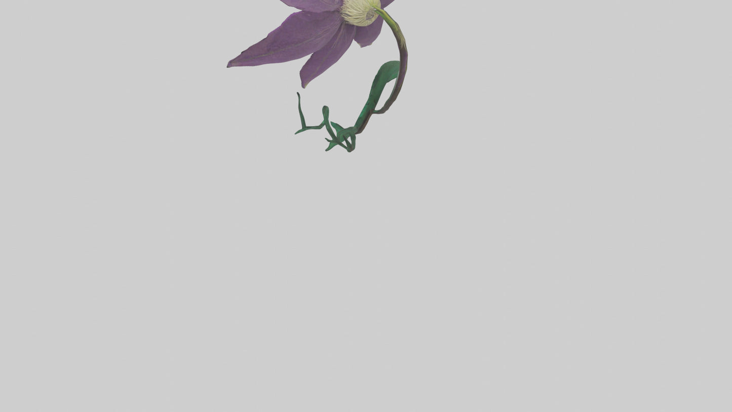 3D model Clematis flower model VR / AR / low-poly