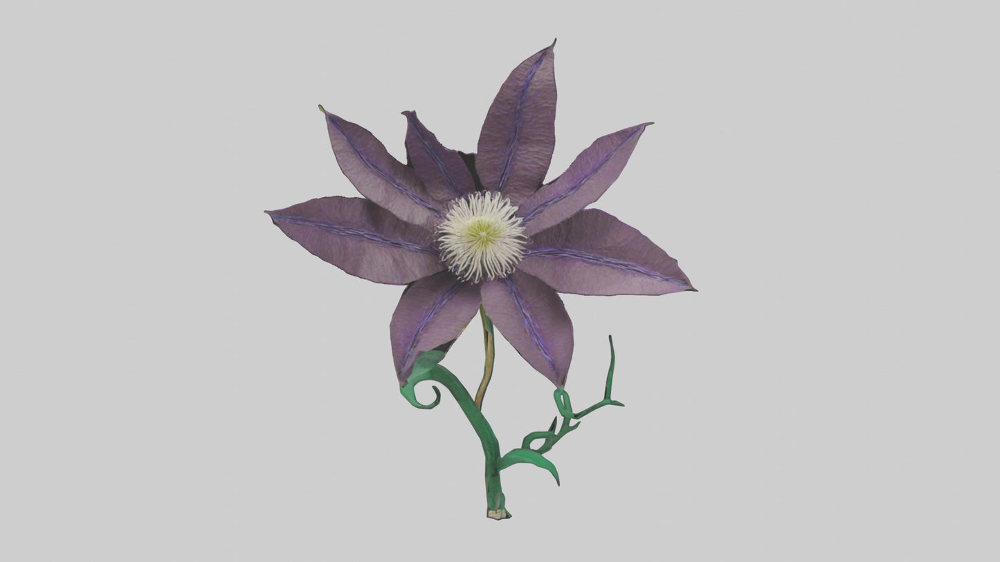3D model Clematis flower model VR / AR / low-poly