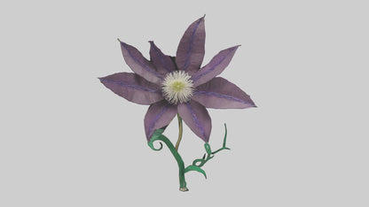 3D model Clematis flower model VR / AR / low-poly