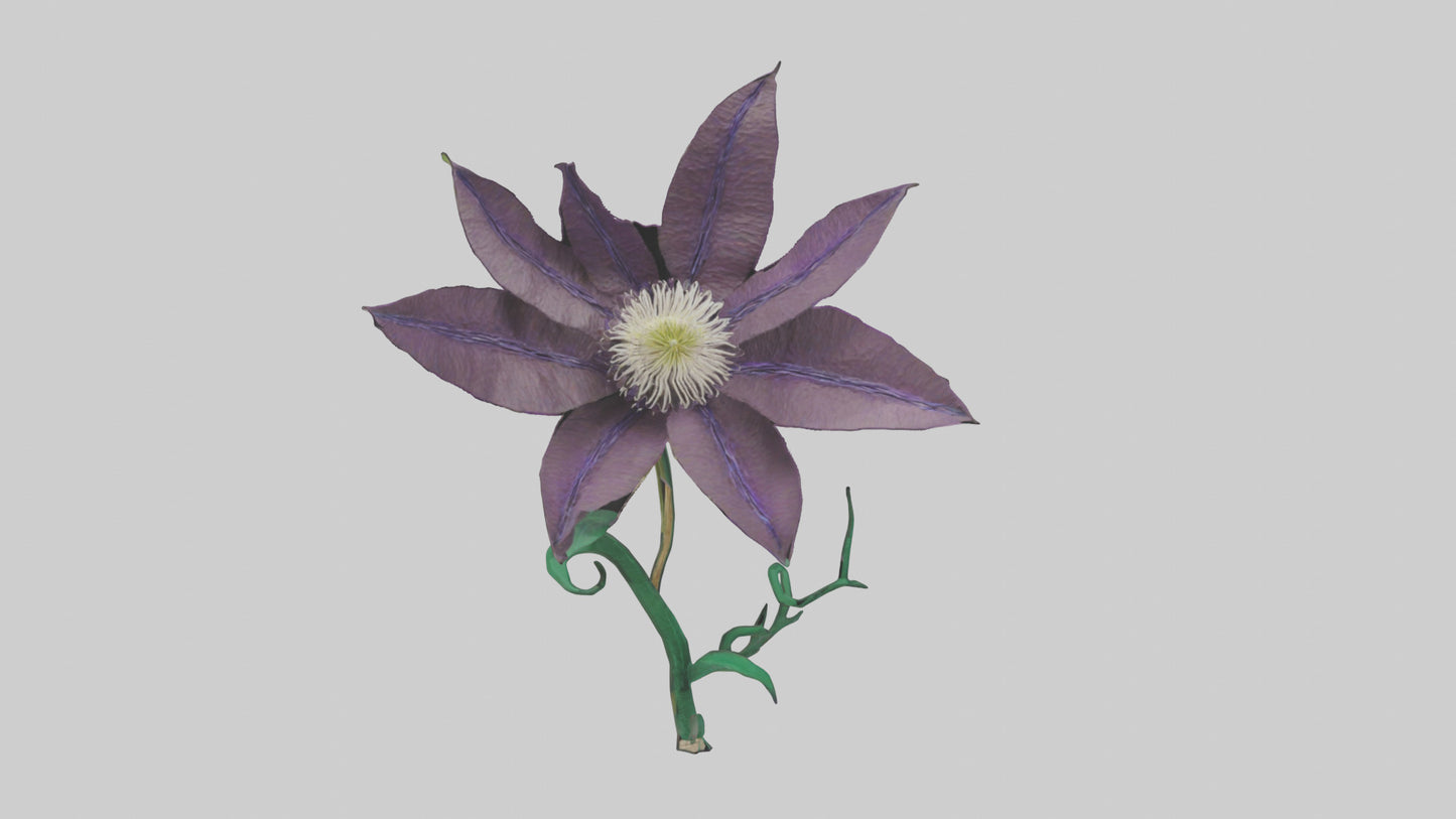 3D model Clematis flower model VR / AR / low-poly