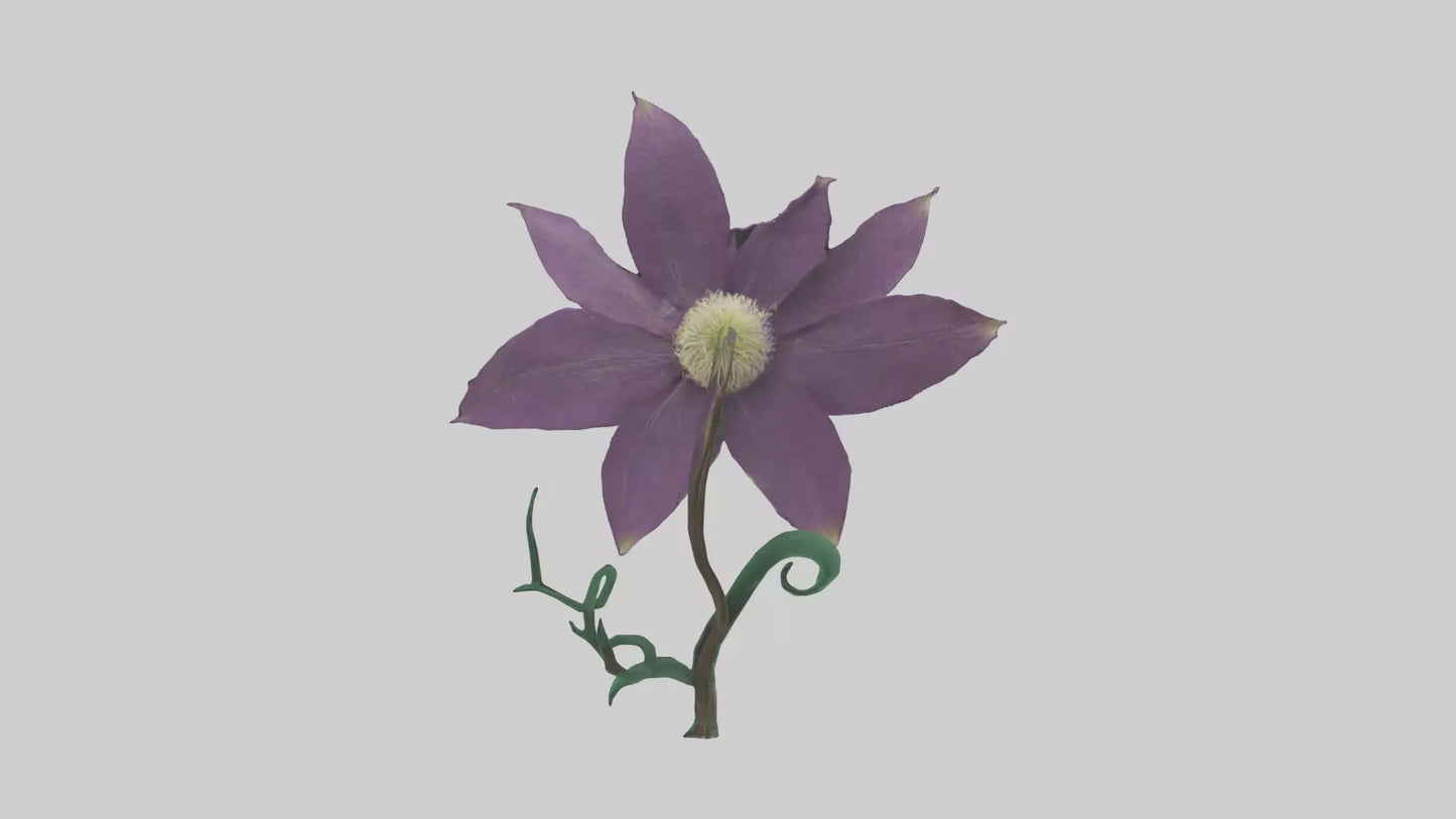 3D model Clematis flower model VR / AR / low-poly