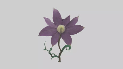 3D model Clematis flower model VR / AR / low-poly