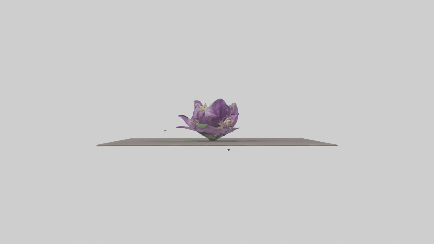 Clematis model 3D model