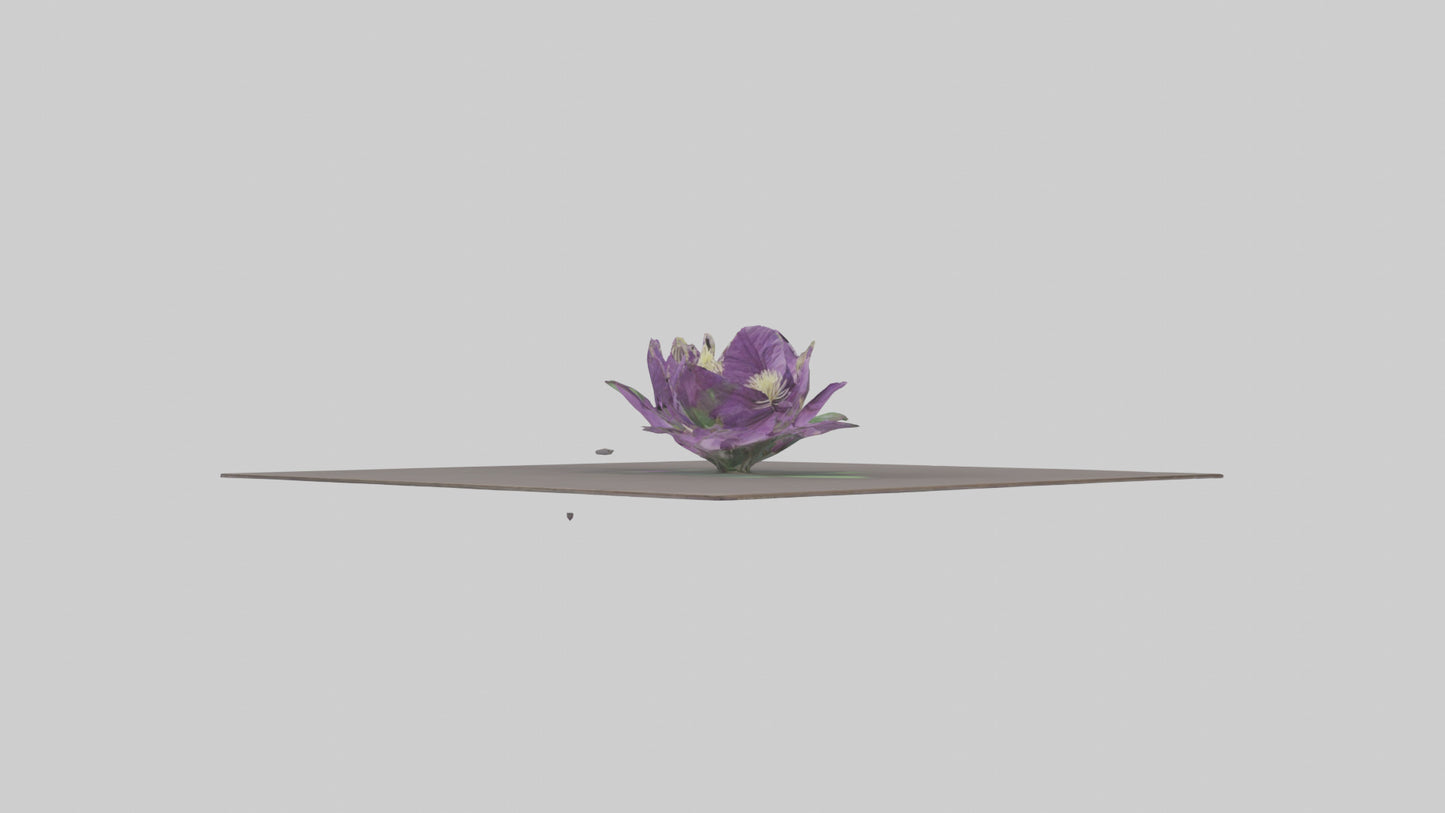 Clematis model 3D model